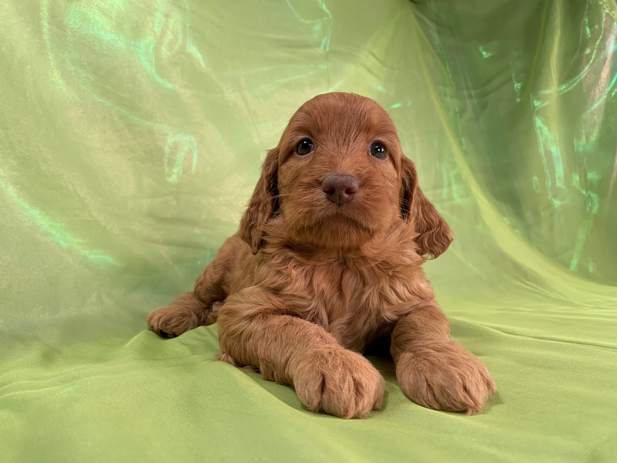 Female F1b Miniature Goldendoodle Puppy for Sale $1800